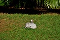 A Numida meleagris lying on the grass resting Royalty Free Stock Photo