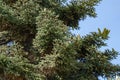 Numidian fir Abies numidica or Algerian fir branches with large green female cones on blue sky background in Feodosia