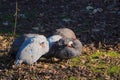 Numididae or Guineafowl.