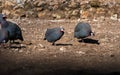 Numididae helmeted guinea fowl walking on the ground