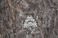 Nun moth, Lymantria monacha resting on pine bark