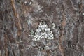 Nun moth, Lymantria monacha resting on pine bark Royalty Free Stock Photo