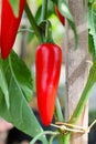 Nunex Big Jim chili pepper