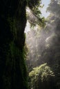 Nungnung Waterfall splashing in Bali Jungle, Indonesia