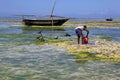 Fisherman and Boats, Nungwi, Zanzibar, Tanzania Royalty Free Stock Photo