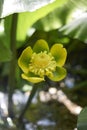 Yellow flower of Nuphar advena Royalty Free Stock Photo