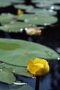 Nuphar lurea Royalty Free Stock Photo