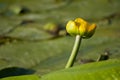 Nuphar lutea