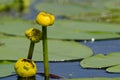 Nuphar lutea