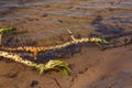 Nuphar lutea, root