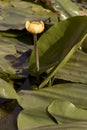 Nuphar lutea water lily beautiful huge yellow flower growing above the water with large yellow flowers and huge leaves on the Royalty Free Stock Photo