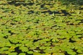 A nuphar lutea, the yellow water-lily or brandy-bottle at the water surface at Lake Skadar, National Park in Montenegro Royalty Free Stock Photo