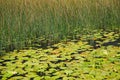 A nuphar lutea, the yellow water-lily or brandy-bottle at the water surface at Lake Skadar, National Park in Montenegro. Royalty Free Stock Photo