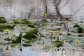 Yellow Nuphar luteum at Swamp at Lake Hula, Israel Royalty Free Stock Photo