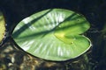 Nuphar polysepala, yellow pond lily Royalty Free Stock Photo