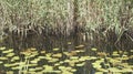 Nuphar water lily leaves and some shrubbery Royalty Free Stock Photo