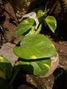 nurcery big leaf of money plant Royalty Free Stock Photo