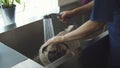 The nurse is bathing the pug dog