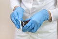 Nurse in blue disposable gloves soaks a cotton swab to disinfect wounds. Royalty Free Stock Photo