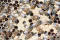 Nurse honey bees tend brood