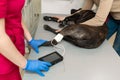 Nurse measures pressure and pulse in a dog in front of an ultrasound