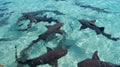 Nurse and reef sharks in the turquoise crystal clear waters of the Bahamas Royalty Free Stock Photo