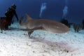 Nurse Shark