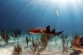 Nurse Shark Royalty Free Stock Photo