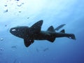 Nurse Shark Royalty Free Stock Photo