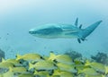 A nurse shark above a flock of snapper fish in the Indian Ocean