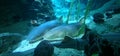 nurse shark in an aquarium