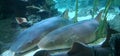 nurse shark in an aquarium