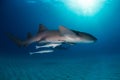 Nurse shark bahamas bimini Royalty Free Stock Photo