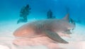 Nurse shark at the Bahamas Royalty Free Stock Photo