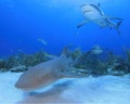 Nurse Shark and Caribbean Reef Shark Royalty Free Stock Photo