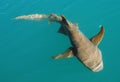 Nurse Shark Royalty Free Stock Photo