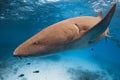 Nurse shark swims close up underwater in blue ocean Royalty Free Stock Photo