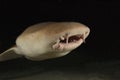 Nurse shark on the Coral reef