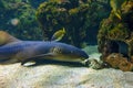 Nurse shark eating