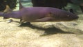 Nurse shark eating