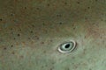 A nurse shark eye Ginglymostoma cirratum. The dermal scales are clearly visible Royalty Free Stock Photo