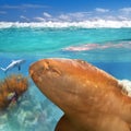 Nurse shark gata nodriza Ginglymostoma cirratum Royalty Free Stock Photo