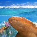 Nurse shark gata nodriza Ginglymostoma cirratum Royalty Free Stock Photo