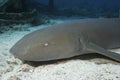 A closeup of a Nurse Shark Royalty Free Stock Photo