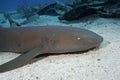 Portrait of a Nurse Shark underwater Royalty Free Stock Photo