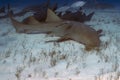 A Nurse Shark (Ginglymostoma cirratum) in Bimini Royalty Free Stock Photo