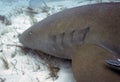 A Nurse Shark (Ginglymostoma cirratum) in Bimini Royalty Free Stock Photo