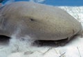 A Nurse Shark (Ginglymostoma cirratum) in Bimini Royalty Free Stock Photo