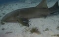 A Nurse Shark (Ginglymostoma cirratum) in Bimini Royalty Free Stock Photo