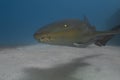 A Nurse Shark (Ginglymostoma cirratum) in Bimini Royalty Free Stock Photo